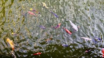 peixes coloridos na água de um lago video