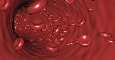 Movement inside a blood vessel among platelets Red blood cells video