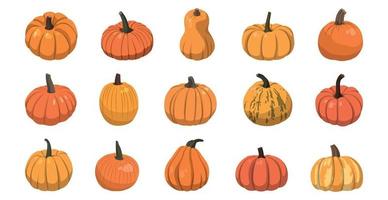 Set of realistic big orange pumpkins on white background - Vector