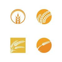 Agriculture wheat vector icon design