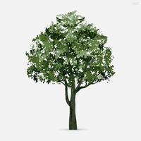 Tree isolated on white background. Vector. vector