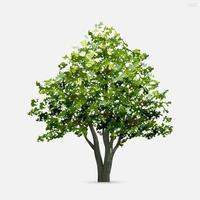 árbol aislado sobre fondo blanco. vector. vector