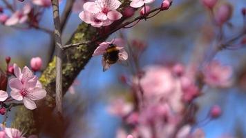 honungsbin livnär sig på blommornas nektar