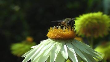 honungsbin livnär sig på blommornas nektar