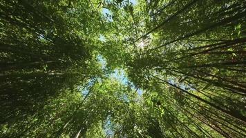 Beautiful green bamboo top view video