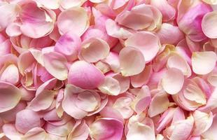 Background of petals from pink roses photo