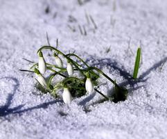 galanthus de primavera en la nieve foto