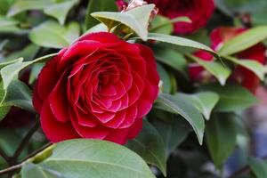 primer plano, de, rojo, begonia, flor foto