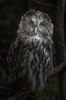 Great grey owl photo