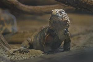 iguana de roca cubana foto