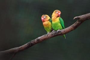 retrato del agapornis de fischer foto