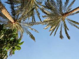 Palm trees with the sky in the background photo