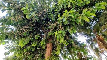 Tree and green leaves photo