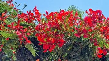 Red flowers in the garden photo