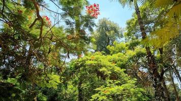 The red roses and green leaves photo