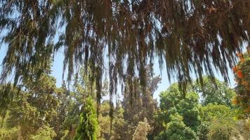 Tree branches in the forest photo