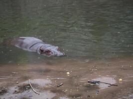 hipopótamos en agua foto
