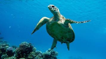 Sea turtle in the sea