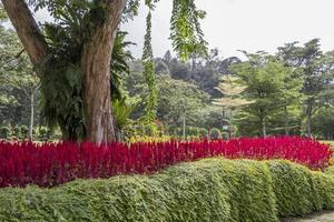 plantas, flores de color rojo rosado brillante y un enorme árbol del parque, malasia. foto