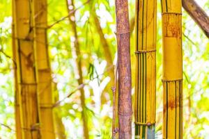 Green yellow bamboo trees tropical forest San Jose Costa Rica. photo