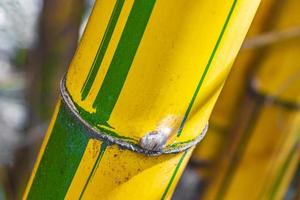 Green yellow bamboo trees tropical forest San Jose Costa Rica. photo