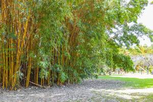 Green yellow bamboo trees tropical forest San Jose Costa Rica.