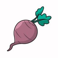 purple radish vegetable vector illustration