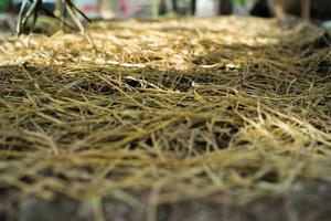 Selective focus on bulk of straw covered on the nursery plantation photo