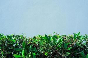 Primer plano de hojas verdes de Bush con pared gris en segundo plano. foto