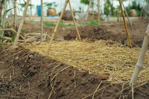 Landscape of nursery plantation prepared for growing photo