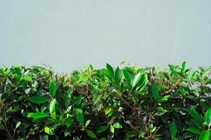 Closeup green leaves of bush with gray wall in background photo