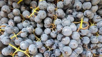 colección de uvas maduras. Fondo de uvas de vino tinto. foto