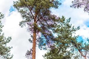 Beautiful forest with tall pine trees outside the city photo