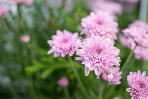 Beautiful pink gerbera flower in the garden photo