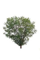 Green Tree isolated on a white background photo