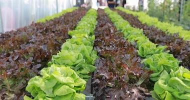 Vegetables on a vegetable farm photo