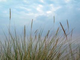 Closeup of marram grass leaves and seed heads photo