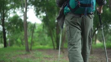Mochilero hombre senior caminando con bastones de trekking en el bosque video