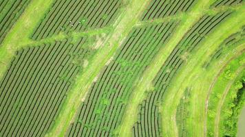 vista aérea de una plantación de té video