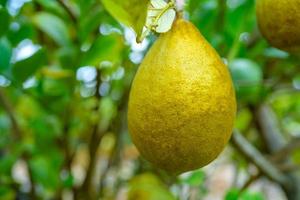 fruta de limón en el árbol, planta de cítricos crecen en el jardín foto