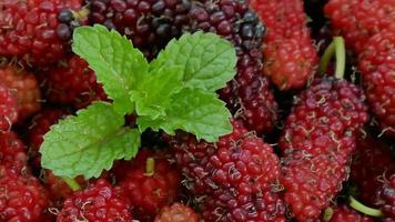 Mulberry fruit Healthy food video