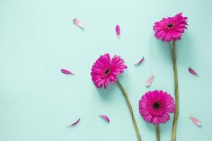 tres flores de gerbera rosa con pétalos