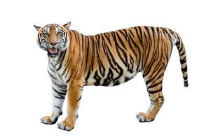 tiger White background Isolate full body photo