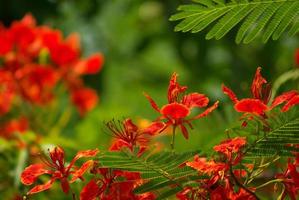 The Red flower of Flame Tree photo