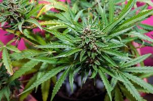 Cannabis medicinal con cubitos de hielo alrededor del tallo principal antes de la cosecha foto