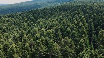 veduta aerea della foresta video