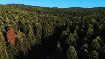 veduta aerea della foresta video