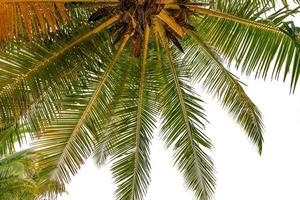 Bottom up view Green tropical palm leaf photo