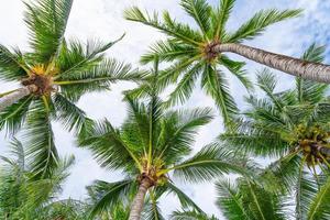 vista inferior a la hoja de palmeras tropicales foto