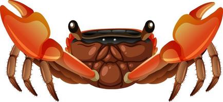 Mangrove Root Crab in cartoon style on white background vector